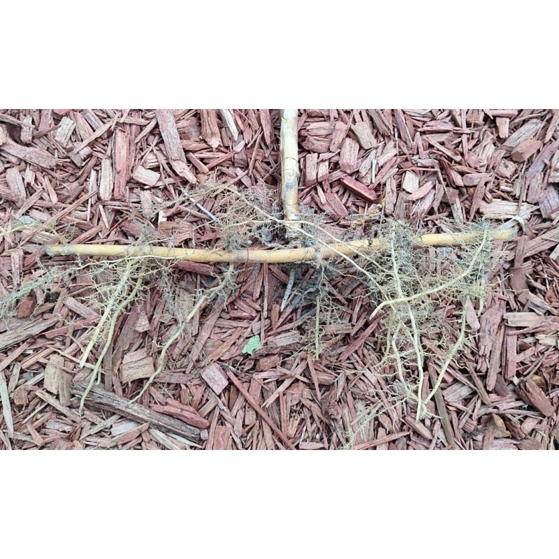 Bamboo 3 Pieces Tonkin Cane RHIZOME Root 12"+ Live Bamboo
