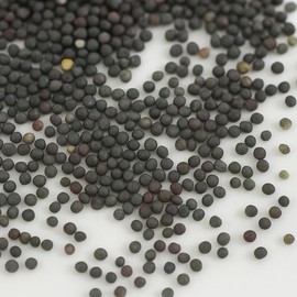 Dwarf Siberian Kale Microgreen Seed 30g ~847 Seeds – Non-GMO Brassica Napus | Fast-Growing | Sweet Flavor | Cold Hardy | Year-Round Growing | Microgreens or Baby Greens | Indoor & Outdoor Garden Use