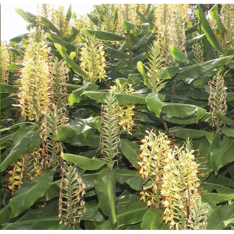 Hawaiian Yellow Kahili Ginger Plant Root (Pack of 5) Grow