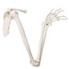 EVOTECH SCIENTIFIC Human Upper Limb Skeleton Anatomical Model, Life Size