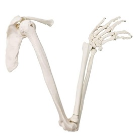 EVOTECH SCIENTIFIC Human Upper Limb Skeleton Anatomical Model, Life Size Arm Skeleton Model W/Clavicle Scapula and Articulated Hand Bone for Hospitals Offices Schools University Study Display