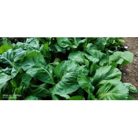 Mustard 600+ Mustard Green Seeds/ Cải Bẹ Xanh for 2025. US Seller