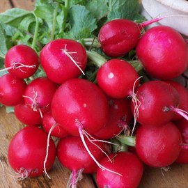 300 Champion Radish Seeds Heirloom Non GMO Garden Vegetable Bulk