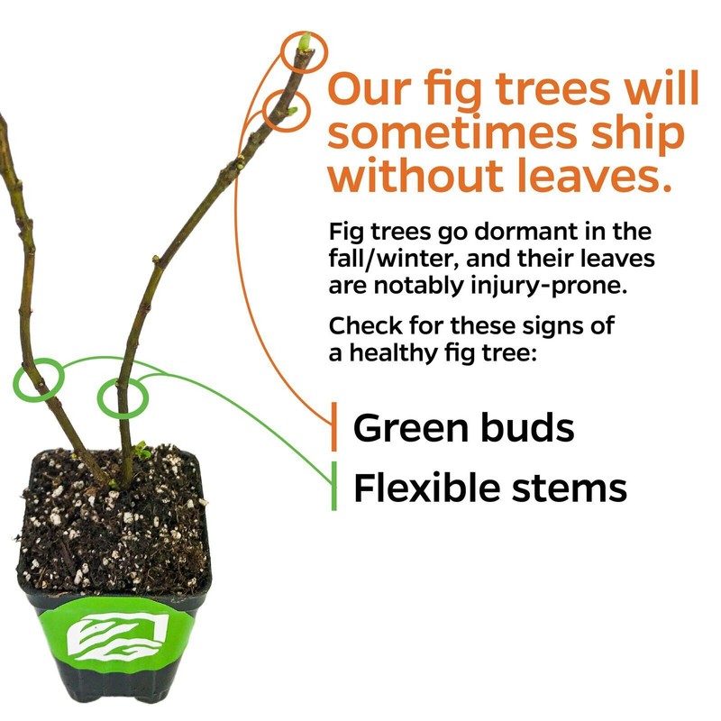 Wellspring Gardens Kadota Fig - Ficus carica - Live Plant