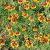 Outsidepride Ratibida Mexican Hat - 5000 Seeds