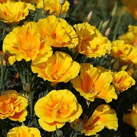 Park Seed Poppy Flower Plant Seeds, Easy to Grow, Perfect for Spring Garden, Yukon Gold, Pack of 100