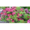 Kalmia lat. 'Sarah' (Mountain Laurel) Evergreen, pinkish-red flowers, #3 -