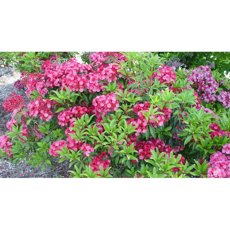 Kalmia lat. 'Sarah' (Mountain Laurel) Evergreen, pinkish-red flowers, #3 -
