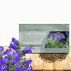 Outsidepride Medium Blue Canterbury Bells Flower Seeds - 5000 Pcs