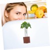 Totority Test Tube Planter Cute Flower Vase for Office Kitchen