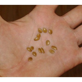 20 Thornless Argentine Mesquite Tree Seeds Prosopis alba CS