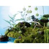 asca Artificial Moss Mat, Green, Approx. 11.6 x 11.6 x