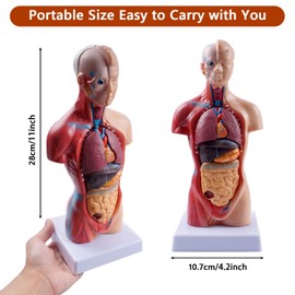breesky 10.5inch Medical Torso Human Body Model Anatomy Doll 15 Removable Parts Education Organs Model for Teaching Study Class Students