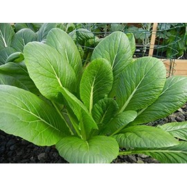 3000 Komatsuna Seeds Asian Greens Mustard Tendergreen - Non-GMO - Always Fresh Seeds! - Planting Seeds for Home Vegetable Garden