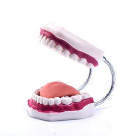 Dental Teeth Care Model, Enlarged 6 Times Magnification Kids Dental Hygiene Teaching Model (6Times)