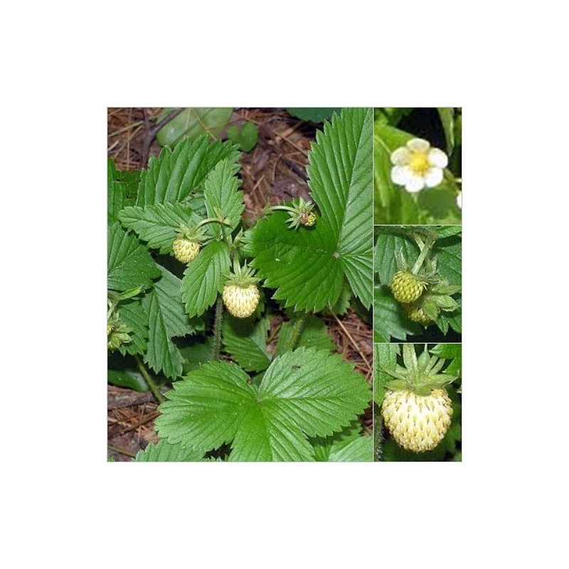 White Soul Alpine Strawberry 30 Seeds - Fragaria