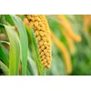 Food to Live Hulled Millet, 9 Pounds – Whole Grain