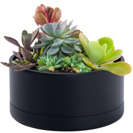 D'vine Dev 8 Inch Plastic Shallow Planter, Large Round Succulent Plant Pot with Drainage Hole and Sauce, Decorative Bonsai Pot for Indoor Plants, Black, 76-Z-B-1