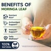 Moringa Leaf Tea - Caffeine Free, 50 Tea Bags