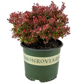 Blooming & Beautiful - Golden Ruby Barberry - 3 gal - Monrovia - Deciduous Shrub - Orange-Reddish Foliage - Dwarf Compact Habit - Zones 4-8 - Berberis thunbergii 'Goruzam' PP16203-3 Gallon Pot