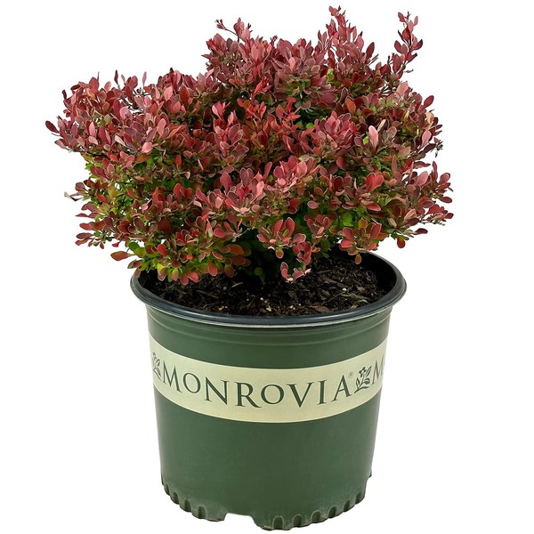 Blooming & Beautiful - Golden Ruby Barberry - 3 gal