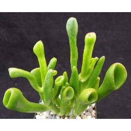 1 Crassula Ovata Jade Plant Cactus Live Succulent Fresh Beautiful