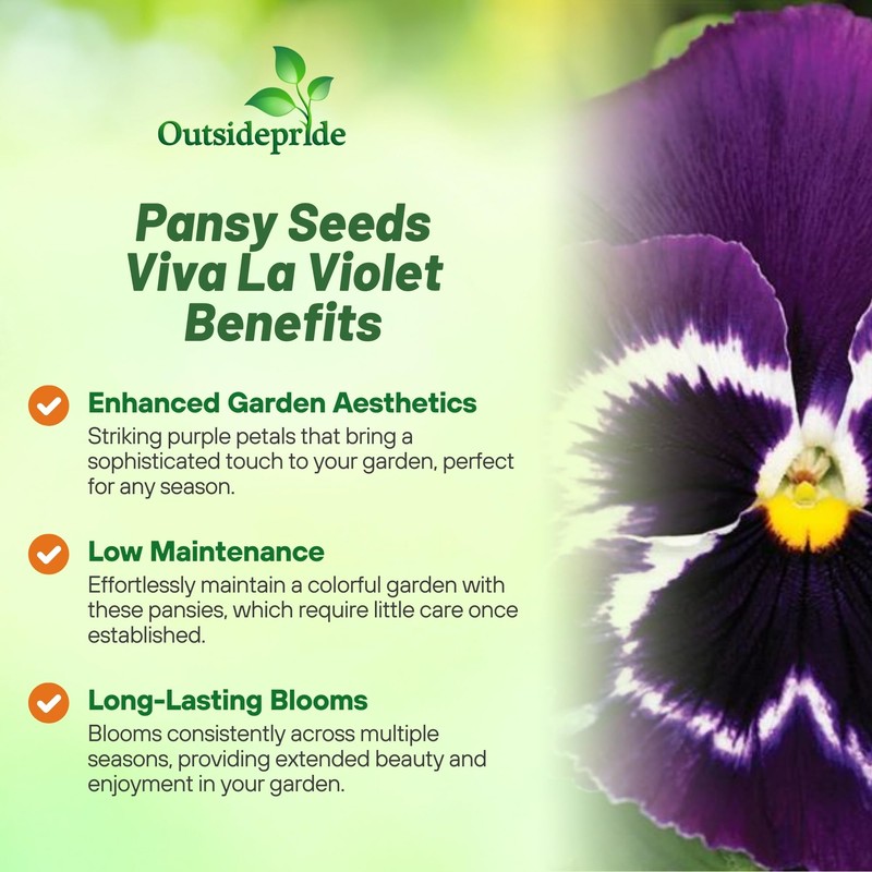 Outsidepride Viva La Violet Viola Pansy Seeds for Planting -