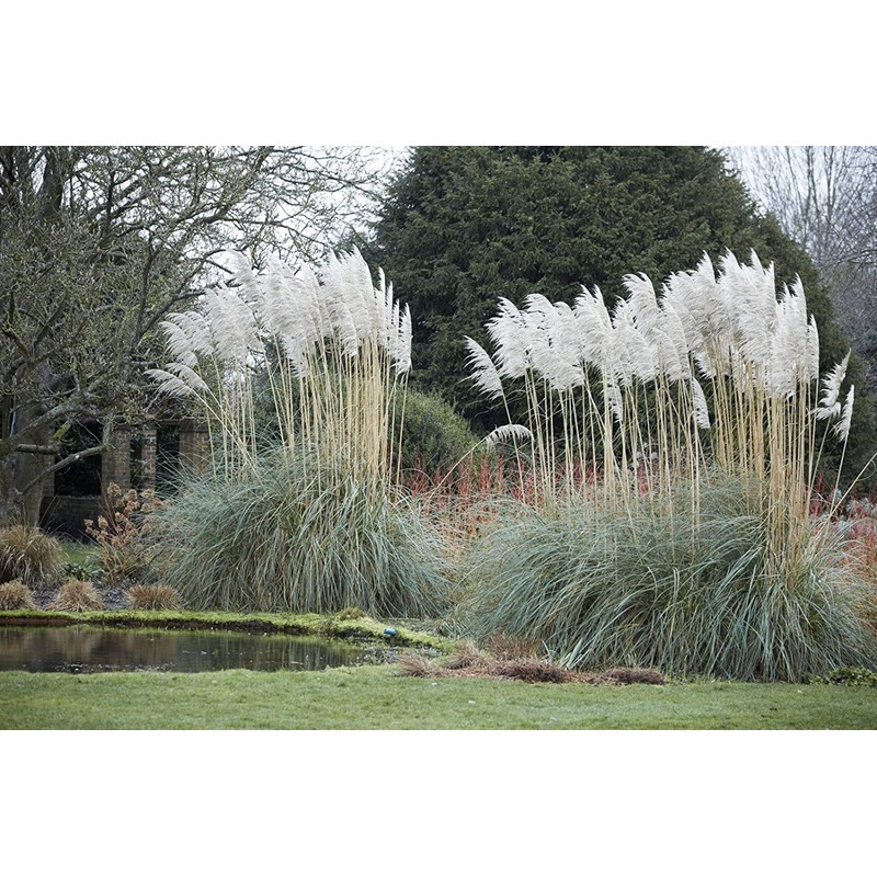 Pampas Grass | Cortaderia Selloana | 3 Live Plants |