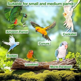 BRSLAIF 4 in 1 Bird Perch for Cage, with Ldder Swing Platform Chewing, Parakeet Parrot Cockatiel Toys, Cage Accessories