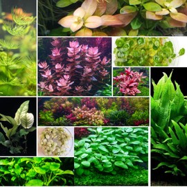 Swimming Creatures Florida Assorted 10 Species Live Aquarium Plants Bundle for Aquarium, Aquascape, Planted Freshwater Fish Tanks