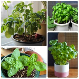 PLATAGO 1000pcs Basil Seeds Herbs Non-GMO Heirloom Seeds Culinary Fresh Herbs Kitchen Seasoning Spice Indoor Outdoor Herb Garden Grow Easily