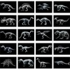 Chunful 20 Pcs Animal X-Ray Kit Wildlife X-Ray Flash Cards