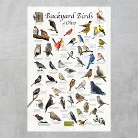 Where's Wildlife Backyard Birds of Ohio Bird Identification Poster (8" x 12")