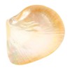 STOBAZA Shell Decorative Serving Plate Natural Shell Design for Home