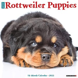 Just Rottweiler Puppies 2022 Wall Calendar