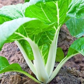 1,500+ Pak Choi White Stem Cabbage Seeds 7 Grams Bok Choy Heirloom Non GMO Garden Vegetable Bulk