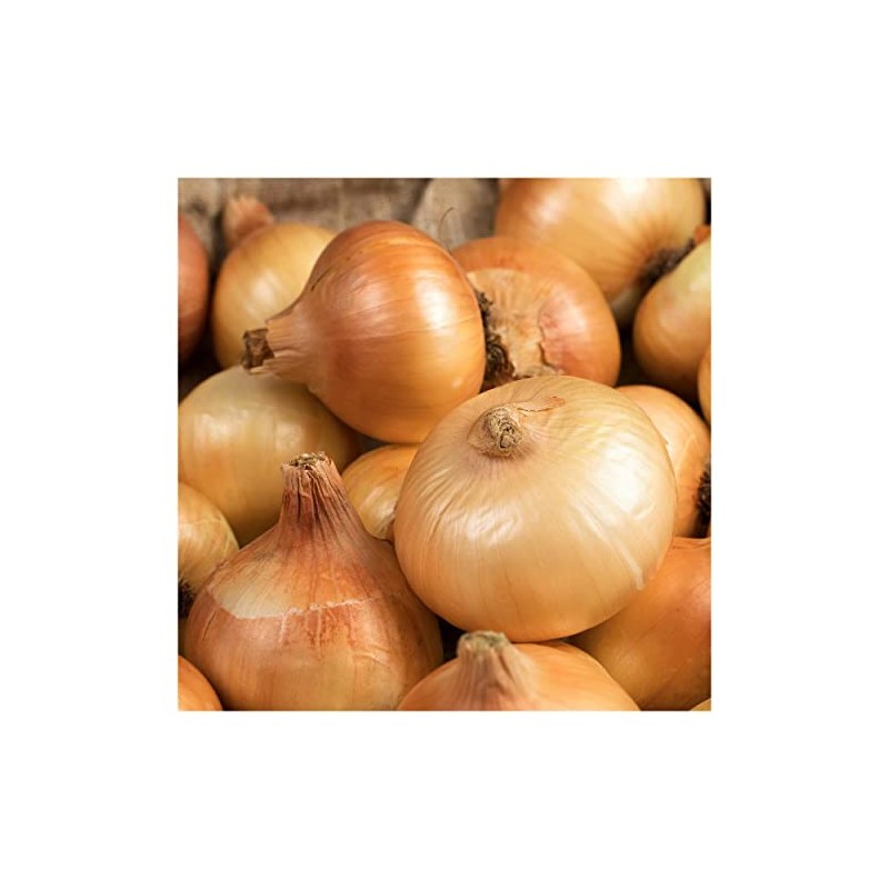Everwilde Farms - 1 Lb Texas Early Grano Onion Seeds