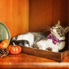 Thanksgiving Cat Collar Bow tie with Bell, Fall Holiday Turkey