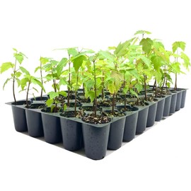 Red Maple Tree | 20 Live Trees | Acer rubrum | Native American Beauty Fast-Growing Shade Tree | Fall Foliage Wildlife-Friendly Habitat