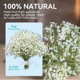 50Pcs Mini Dried Pressed White Baby’s Breath Flowers Bulk - Real Natural Flat Flowers for Epoxy Craft, Scrapbooking, Wedding Invitations, Home Decor, DIY Gifts for Crafters & Event Planners (50)
