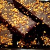 Wafer Chocolate Cake with Hazelnuts Belochka, Russian Classic Dessert by