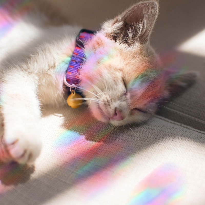 4 Sheets Anti Collision Window Clings, Rainbow Reflection Window Sticker