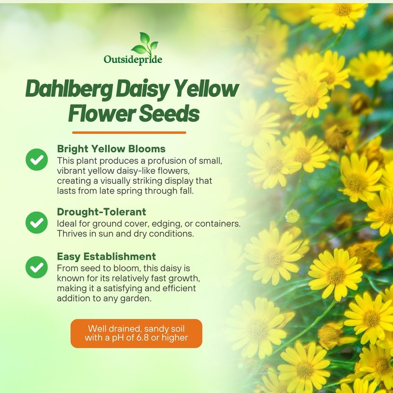 Outsidepride Dahlberg Daisy Seeds for Planting – 10000 Pcs Annual,
