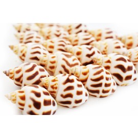 100 Select Babylonia Areolata Shells Seashells 1" - 1 1/2" Shellcraft Beach Crafts Nautical Decor Beach Wedding