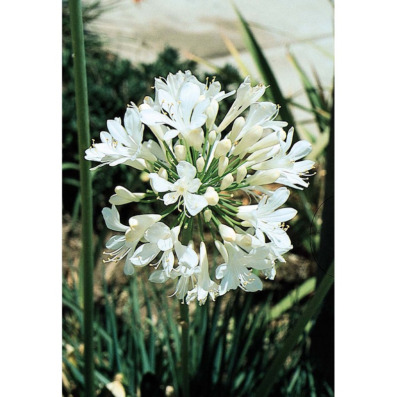 Agapanthus Getty White - 3 Live Plants - Blooming Groundcover