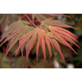 Kinran Japanese Maple 3 - Year Graft