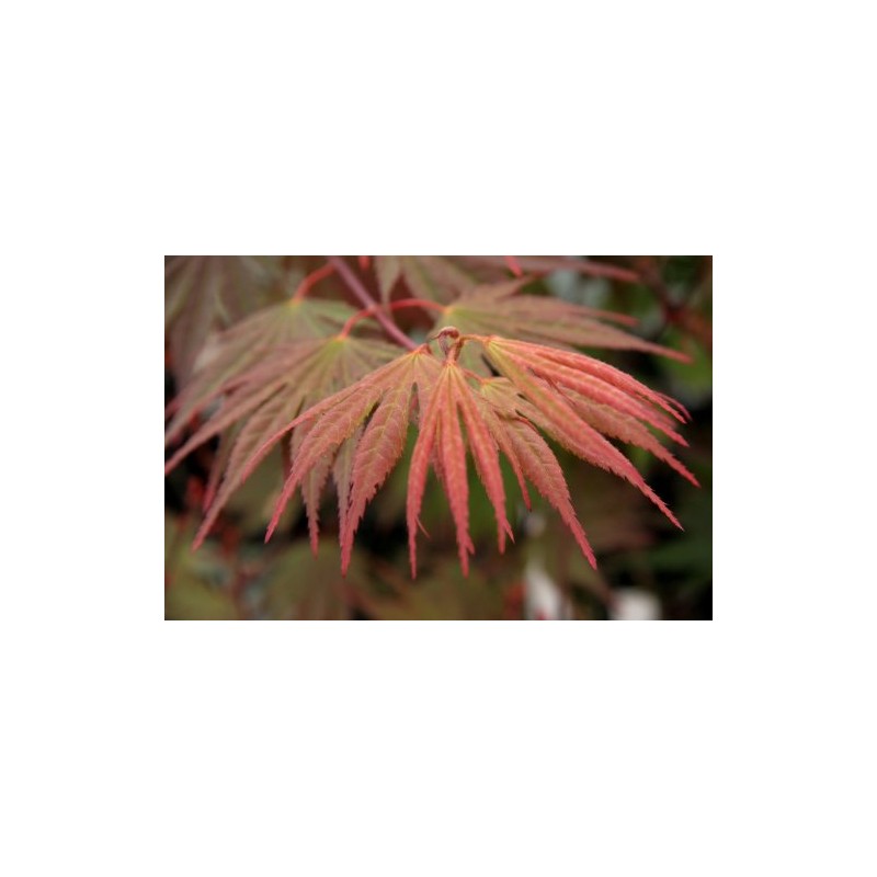 Kinran Japanese Maple 3 - Year Graft