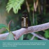 Nature's Fusions Ginger Root, 100% Pure and Natural Essential Oils,