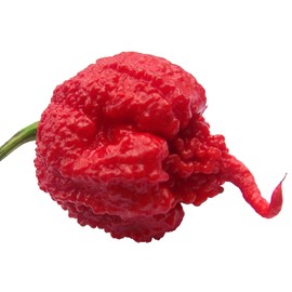 Carolina Reaper HP22B Pepper Premium Seeds for Planting Packet Record Hottest in The World