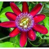 Passionfruit Mix 50+ Seeds Flowers Easy to Grow Planting